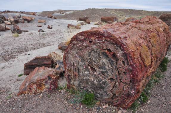 Troncos petrificados há mais de 200 milhões de anos no Petrified Forest National Park, no Arizona - Estados Unidos